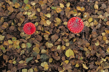 Amanita muscaria