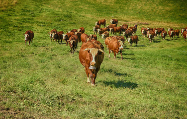 traite des vaches