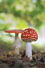 Amanita muscaria