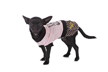 chihuahua femelle noir avec manteau rose