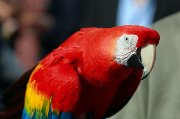 Parrot - Red Blue Macaw