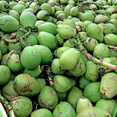 Coconut pile
