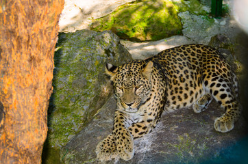 Fototapeta na wymiar Thoughtful jaguar