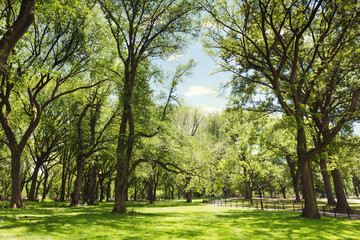 Central Park. New York, USA.