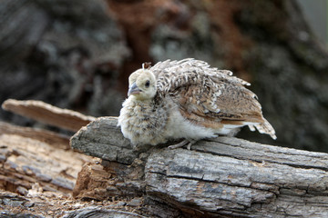 Pfauenküken