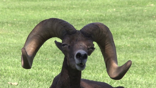 Desert Bighorn Sheep Ram Portrait
