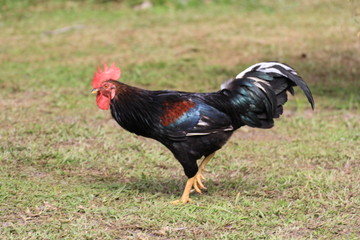 coq
