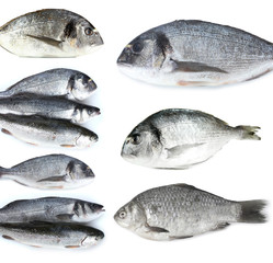 Fresh fish isolated on white