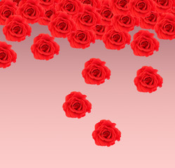 Beautiful red roses on pink background