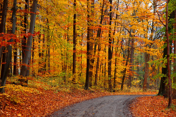 Dirt road through autumn trees