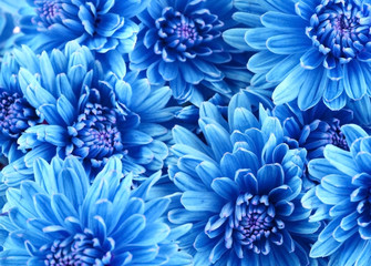 Fototapeta premium Beautiful blue flowers, close-up