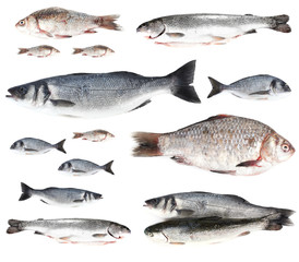Fresh fish isolated on white