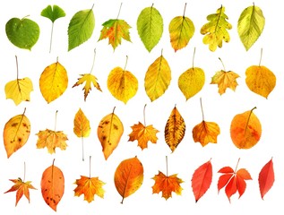 verschiedene bunte Herbstblätter, farblich sortiert