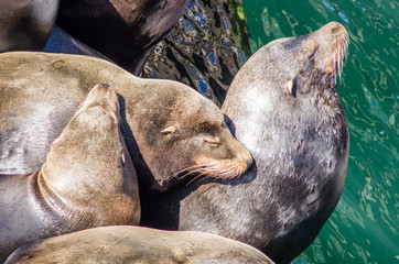 Fototapeta premium California Sea Lions sleeping on dock