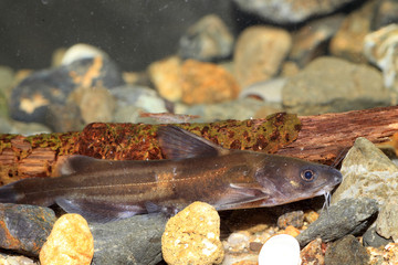 Forktail bullhead catfish (Pelteobagrus nudiceps) in Japan