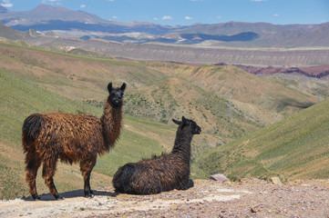 Lamas starring at beautiful landscape of Bolivia