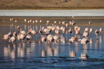 Obraz premium Flamencos in Sur Lipez, Bolivia