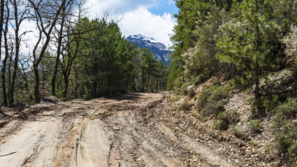 Forest Road Mud
