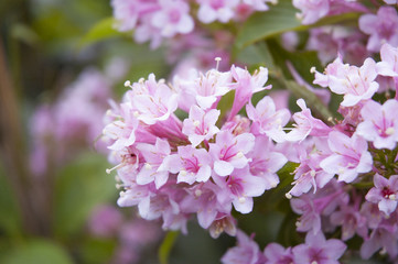 Fototapeta na wymiar ピンクに咲く花
