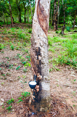 White latex extracted from a rubber tree