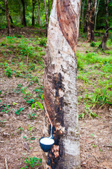 White latex extracted from a rubber tree