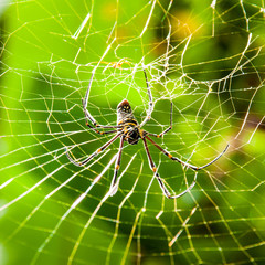Large tropical spider in the web