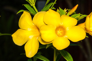 Fototapeta na wymiar View of Yellow Exotic Flower in Thailand