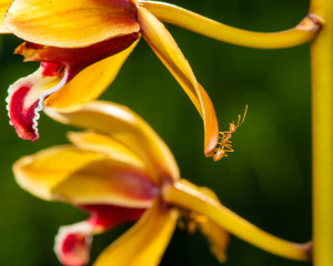 Macro shot of ant walking on a coloured orchid flower