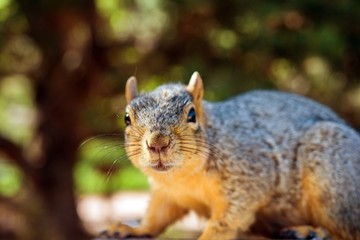Squirrel Closeup © Tomasz Zajda