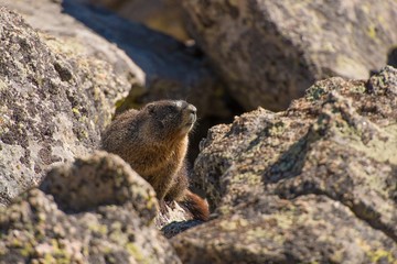 Naklejka na ściany i meble Marmot on the Rock