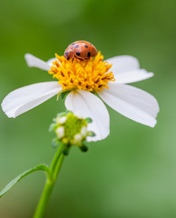 Obraz premium The Ladybug on white flower. Close up