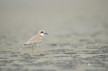 オオメダイチドリ