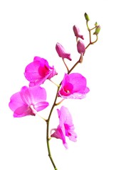 Pink Spathoglottis plant