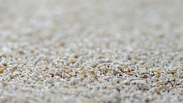 Portion of Psyllium Seeds (loopable full HD video)