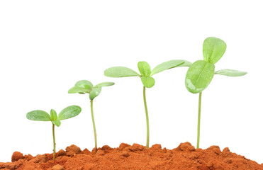 Growing plants