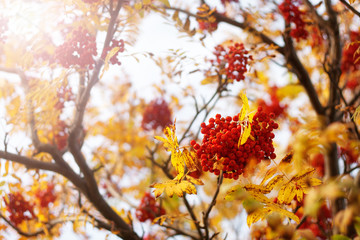 Rowan tree branches in autumn