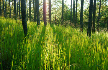 Fototapeta na wymiar Beautiful Vietnam landscape, Dalat pine jungle