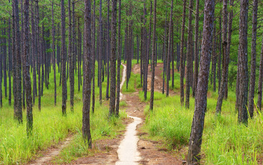 Beautiful Vietnam landscape, Dalat pine jungle