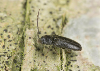 Male False click beetle, Microrhagus pygmaeus, Eucnemidae