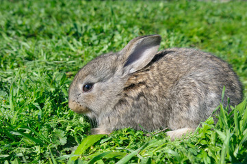 little rabbit on green grass background