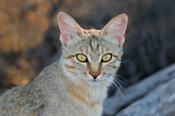 African wild cat