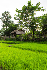 Rice field with cottage in Thailand