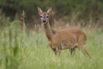 Weibliches Reh (Capreolus capreolus) 14