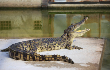 Crocodile agape. Shot in Samut Prakan Crocodile Farm and Zoo. Sa © lightmemorystock