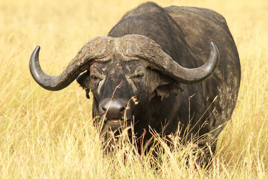Fototapeta Cape Buffalo on the Masai Mara in Africa