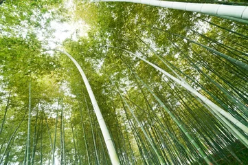 Printed roller blinds Bamboo bamboo forest with morning sunlight
