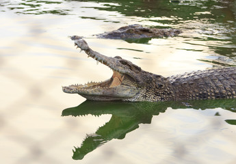 Crocodile agape. Shot in Samut Prakan Crocodile Farm and Zoo. Sa