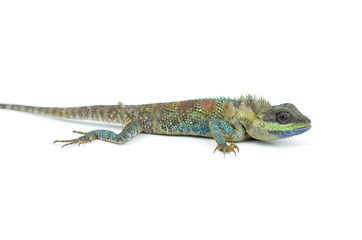 Blue Lizard with big eyes in closed up details, like small repti