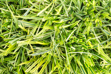 Fresh green leaves in the forest.