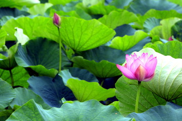 Obraz na płótnie Canvas Pink water lily